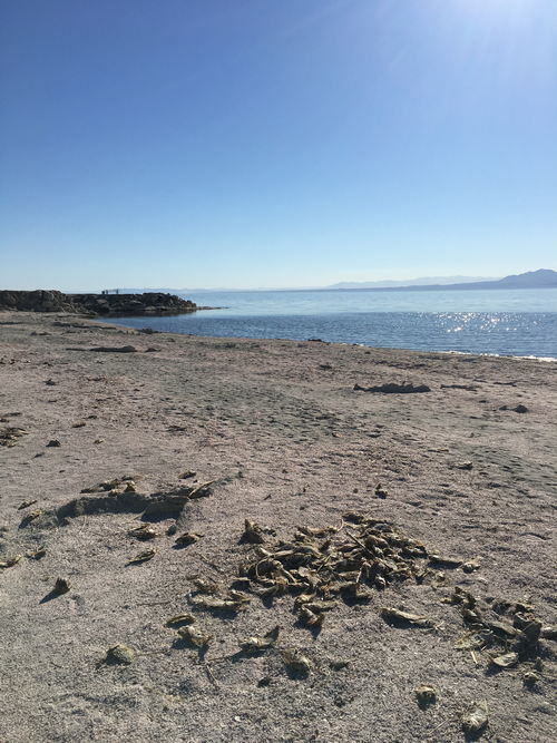 Salton Sea Area - 2015-2020 Photos